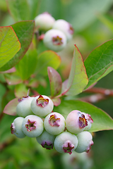 Image showing Unripe blue berry fruit in summer garden