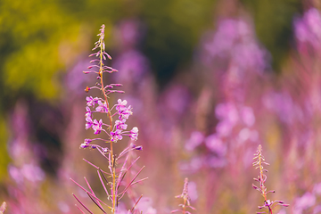 Image showing Pink fireweed flowers on spring meadow