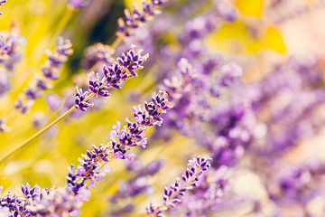 Image showing summer lavender flowering in garden