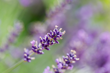 Image showing summer lavender flowering in garden