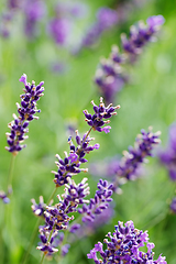 Image showing summer lavender flowering in garden