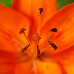 Image showing Detail of flowering orange lily