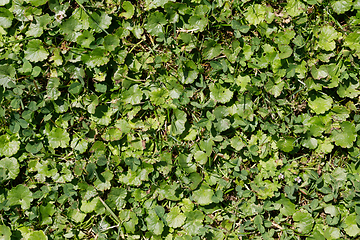 Image showing green summer grass and other plant texture