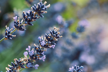 Image showing summer lavender flowering in garden