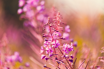 Image showing Pink fireweed flowers on spring meadow