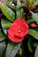 Image showing Red New Guinea impatiens flowers in pots