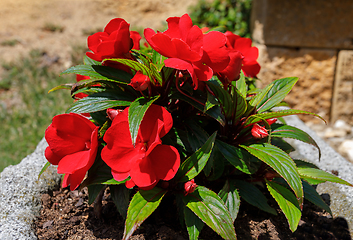 Image showing Red New Guinea impatiens flowers in pots