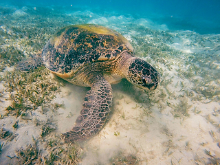 Image showing Adult green sea turtle (Chelonia mydas)