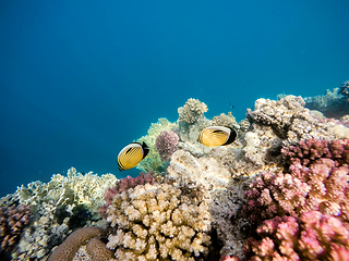 Image showing Blacktail butterflyfish on Coral garden in red sea, Marsa Alam, 