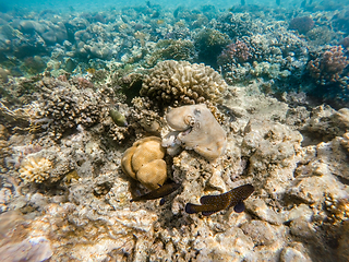 Image showing reef octopus (Octopus cyanea) on coral reef