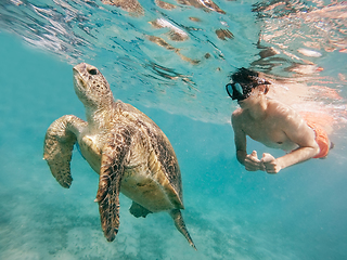 Image showing Young boy Snorkel swim with green sea turtle, Egypt