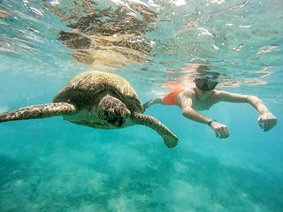 Image showing Young boy Snorkel swim with green sea turtle, Egypt