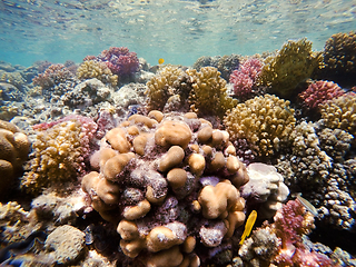 Image showing Coral garden in red sea, Marsa Alam, Egypt