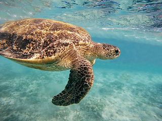 Image showing Adult green sea turtle (Chelonia mydas)