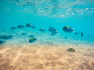 Image showing group of sergeant major damselfish in red sea