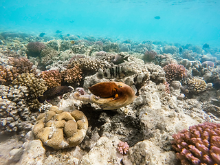 Image showing reef octopus (Octopus cyanea) swim on coral reef