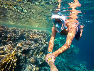 Image showing Snorkel swim in shallow water with coral fish, Red Sea, Egypt