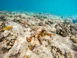 Image showing reef octopus (Octopus cyanea) on coral reef