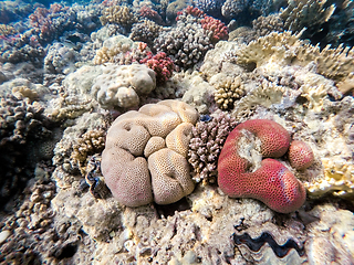 Image showing Coral garden in red sea, Marsa Alam, Egypt