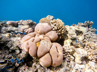 Image showing Coral garden in red sea, Marsa Alam, Egypt