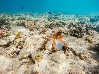 Image showing reef octopus (Octopus cyanea) on coral reef