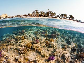 Image showing Underwater surface split view of coral fish and resort beach wit
