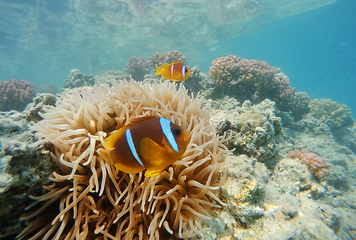 Image showing clown fish near sea anemone, Red sea, marsa Alam, Egypt