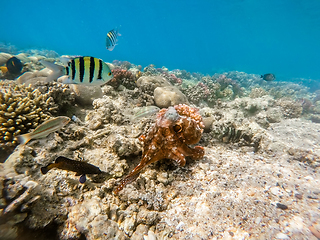 Image showing reef octopus (Octopus cyanea) on coral reef