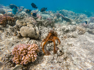 Image showing reef octopus (Octopus cyanea) and fish on coral reef