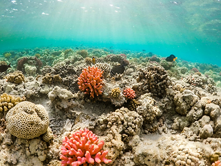 Image showing Coral garden in red sea, Marsa Alam, Egypt