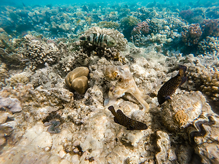 Image showing reef octopus (Octopus cyanea) on coral reef