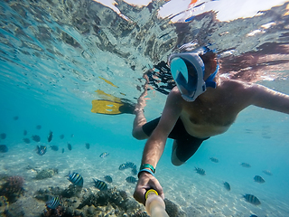 Image showing Snorkel swim in shallow water with coral fish, Red Sea, Egypt