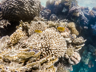 Image showing Coral garden in red sea, Marsa Alam, Egypt