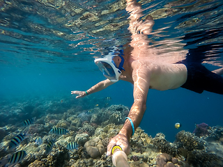 Image showing Snorkel swim in shallow water with coral fish, Red Sea, Egypt