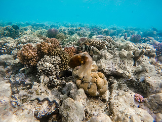 Image showing reef octopus (Octopus cyanea) and fish on coral reef