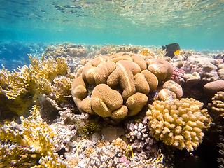 Image showing Coral garden in red sea, Marsa Alam, Egypt