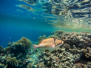 Image showing Arabian Triggerfish on coral garden in red sea, Egypt