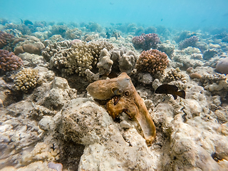 Image showing reef octopus (Octopus cyanea) and fish on coral reef