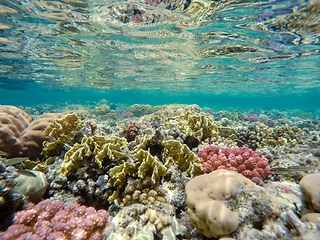 Image showing Coral garden in red sea, Marsa Alam, Egypt