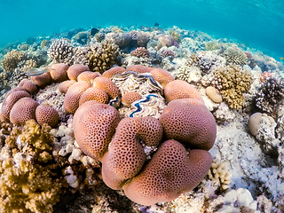 Image showing Coral garden in red sea, Marsa Alam, Egypt