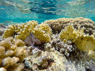 Image showing Coral garden in red sea, Marsa Alam, Egypt