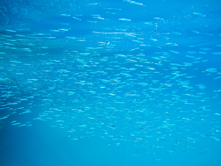 Image showing school of fish in red sea, Egypt