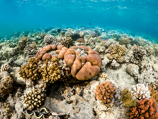 Image showing Coral garden in red sea, Marsa Alam, Egypt