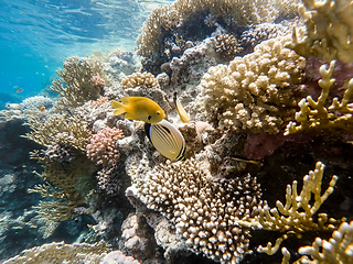 Image showing Sulphur Damselfish and Blacktail butterflyfish fish on coral gar