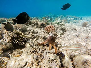 Image showing reef octopus (Octopus cyanea) and fish on coral reef