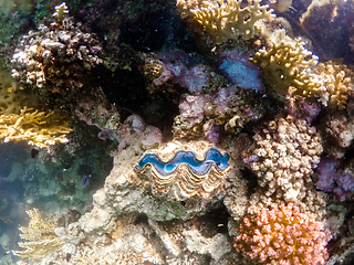 Image showing Coral garden in red sea, Marsa Alam, Egypt