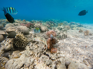 Image showing reef octopus (Octopus cyanea) and fish on coral reef