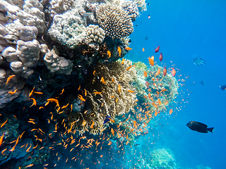 Image showing school of fish on coral garden in red sea, Egypt