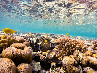 Image showing Red Sea sailfin tang fish on coral garden in red sea, Egypt