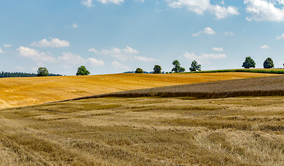 Image showing summer partially harvested wheat field
